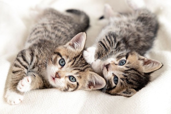Ces chatons ... mignons.