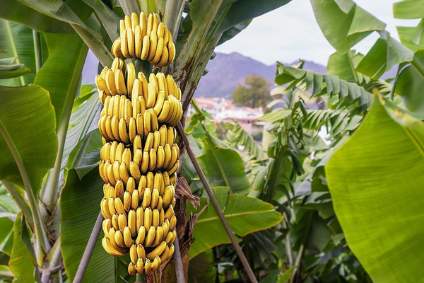 Comment appelle-t-on l'arbre qui porte des bananes ?