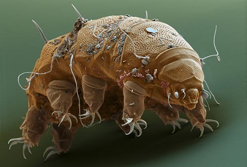 Le tardigrade est animal microscopique étonnant. Pourquoi ?