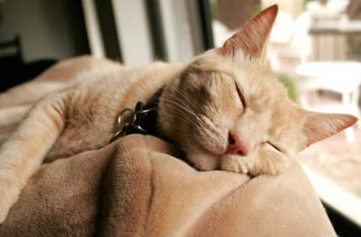 Combien de temps un chat consacre-t-il de temps à ses siestes ?