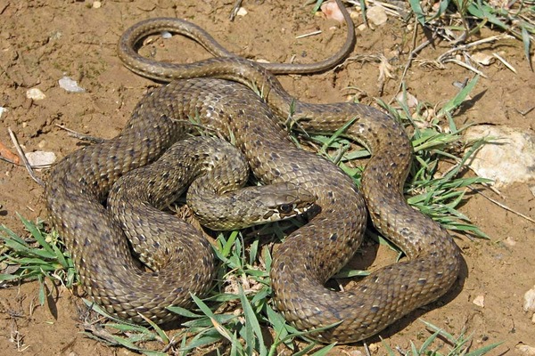 C'est le plus long serpent d'Europe, les mâles peuvent dépasser 3 mètres !