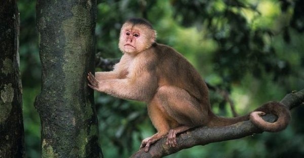 Quel est ce singe sud-américain, de la famille des Cébidés, est également appelé capucin cannelle. Il présente un pelage variant du brun clair au crème. Il est reconnaissable aux poils blanchâtres qui entourent son visage ?