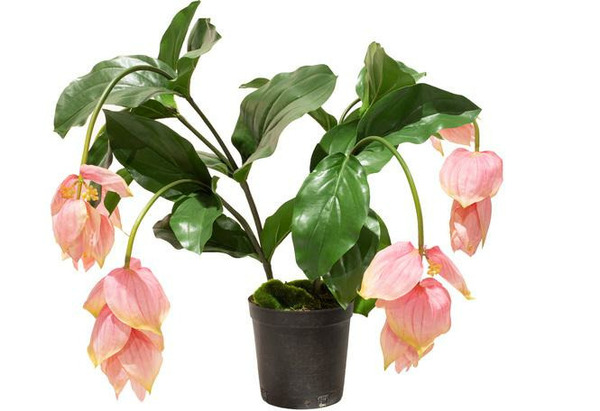 Donnez le nom usuel et le nom botanique de cette plante ?