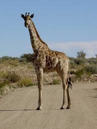 Quelle est la taille d'une girafe ?