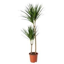 Donnez le nom usuel et le nom botanique de cette plante ?