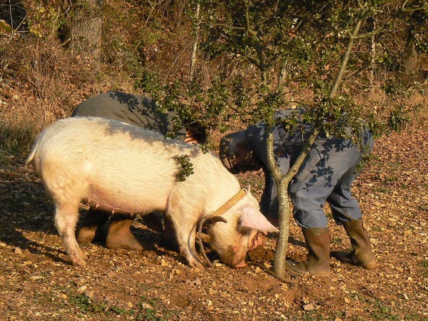 Que peut trouver un cochon grâce à son odorat ?