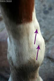Comment se nomme l'os situé sur la jambe du cheval ?