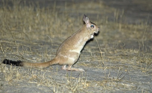 Ce petit mammifère, du genre Pedetes, possède de grandes pattes postérieures qui lui permettent d'effectuer de grands bonds.