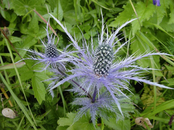 Donnez le nom usuel, le nom botanique et la famille de cette fleur ?