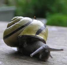 Si un escargot se déplace de 6 centimètres, combien de temps aura-t-il mis ?