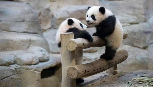 Comment s’appellent les jumelles panda de Beauval ?