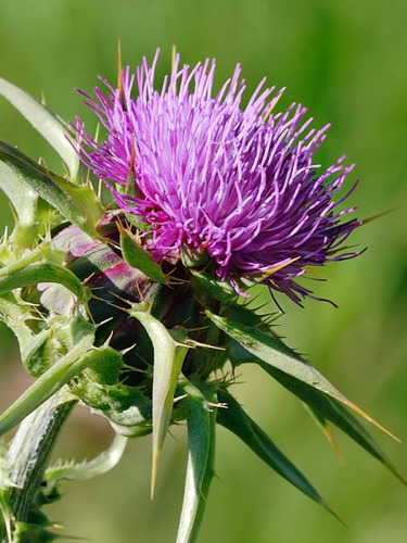 Which country has the Thistle symbol ?