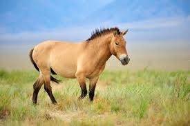 Quel pays a choisi le cheval de Przewalski comme symbole ?