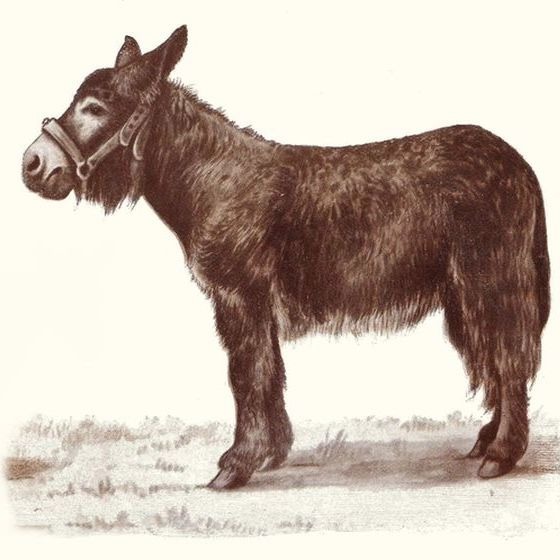 Vrai ou faux ? Le baudet du Poitou est une ancienne race d’âne éteinte depuis le XIXe siècle.