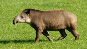 Quelle est cette race de tapir ?