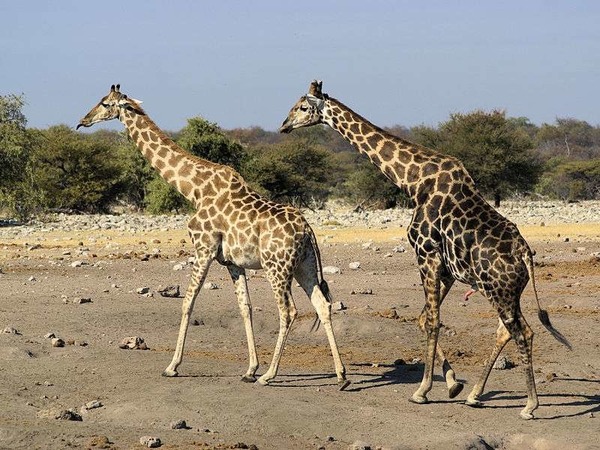 Pour regarder une grande girafe mâle les yeux dans les yeux, il faut grimper à…