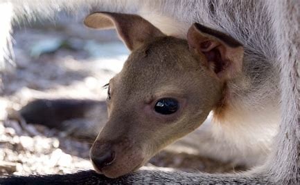 Nom du bébé kangourou ?
