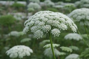 Donnez le nom usuel de cette fleur :