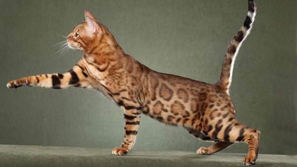 C'est en croisant le chat domestique et le serval que l'on obtient ce chat magnifique !