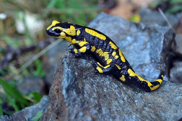 A qui associez-vous cette salamandre ?