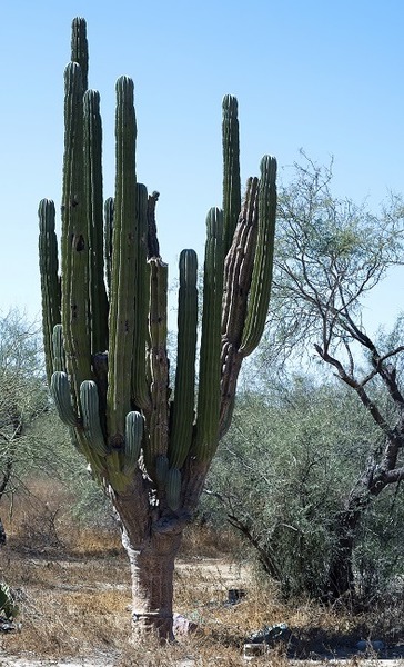 Le cactus sur cette photo, un Pachycereus pringlei est âgé d'environ...?