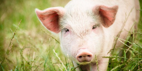 Le cochon est le nom de l'espèce qui regroupe femelle, mâle et petit. Le porc est une autre espèce de cochon. Comment appelle-t-on le mâle ?