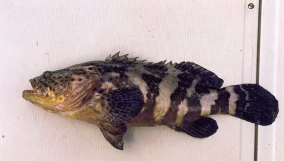 Trouvez le nom de ce poisson de GUYANE :