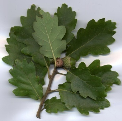Donnez le nom usuel de cette plante :