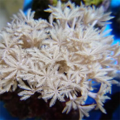 Les coraux mous "xenia pumping ":