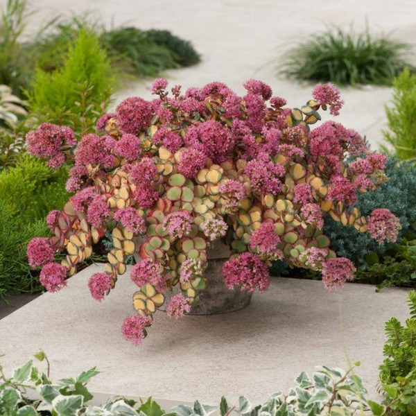 Donnez le nom usuel de cette plante ?