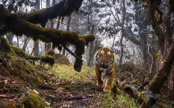 Cet animal a été repéré à près de 4000 mètres d'altitude, sur les montagnes du Bhoutan !