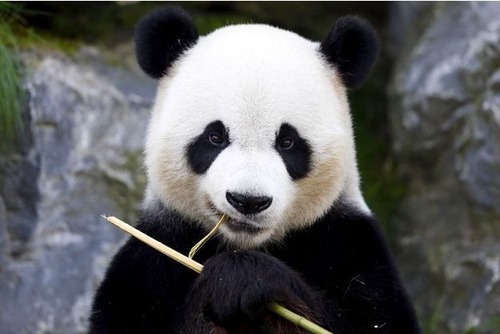 De quoi se nourrit le panda ?