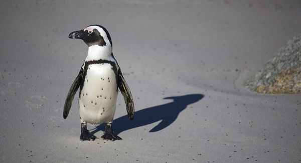 Où peut-on croiser des pingouins ?