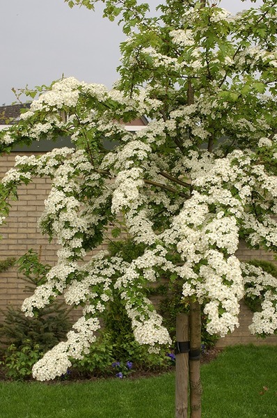 Quelle plante est aussi connue sous le nom d'épine blanche ?