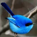 Comment s'appelle cette sorte d'oiseau ?