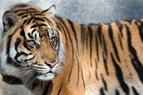 Dans quelle région du monde vit le tigre ?