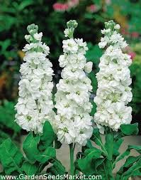 Donnez le nom usuel et le nom botanique de cette fleur :