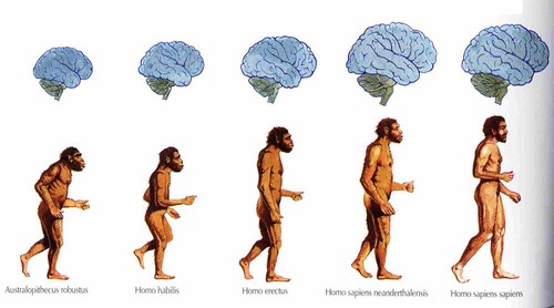 Qual é a definição de hominização?