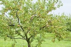 Quel est le nom de cet arbre fruitier sur cette image ?