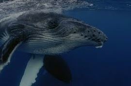 Las ballenas tienen respiración :