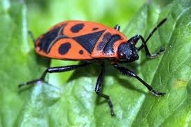 Quel est cet insecte ?