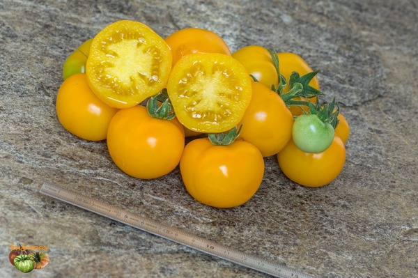 Pourquoi les tomates étaient-elles jadis appelées "Pommes d'Or" ?