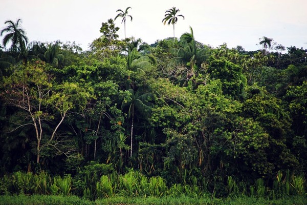 La Guyane concentre à elle-seule un tiers de la biodiversité française