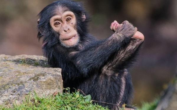 De quel primate partageons-nous 98 % d'un génome commun ?