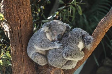 Combien mesure un koala ?