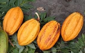 Quelle est la variété de cacaoyer la plus répandue ?