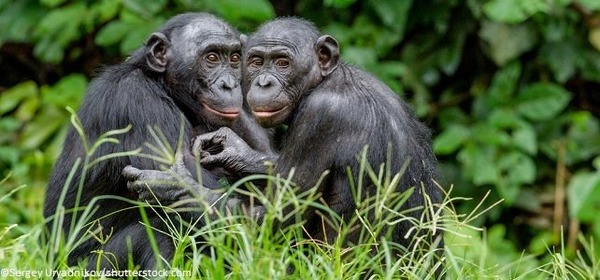 Quel primate proche du Chimpanzé est endémique de la République démocratique du Congo ?