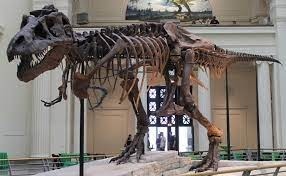 Dans quel musée peut-on voir le plus grand t-rex ?