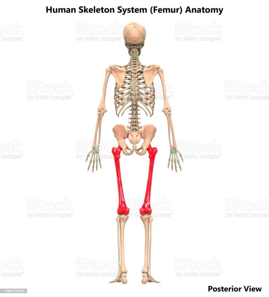 Quel est l'os le plus long du squelette humain ?