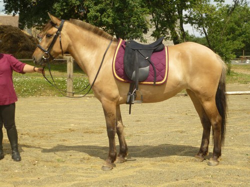 Quelle race de chevaux trouve-t-on dans la baie de Somme ?
